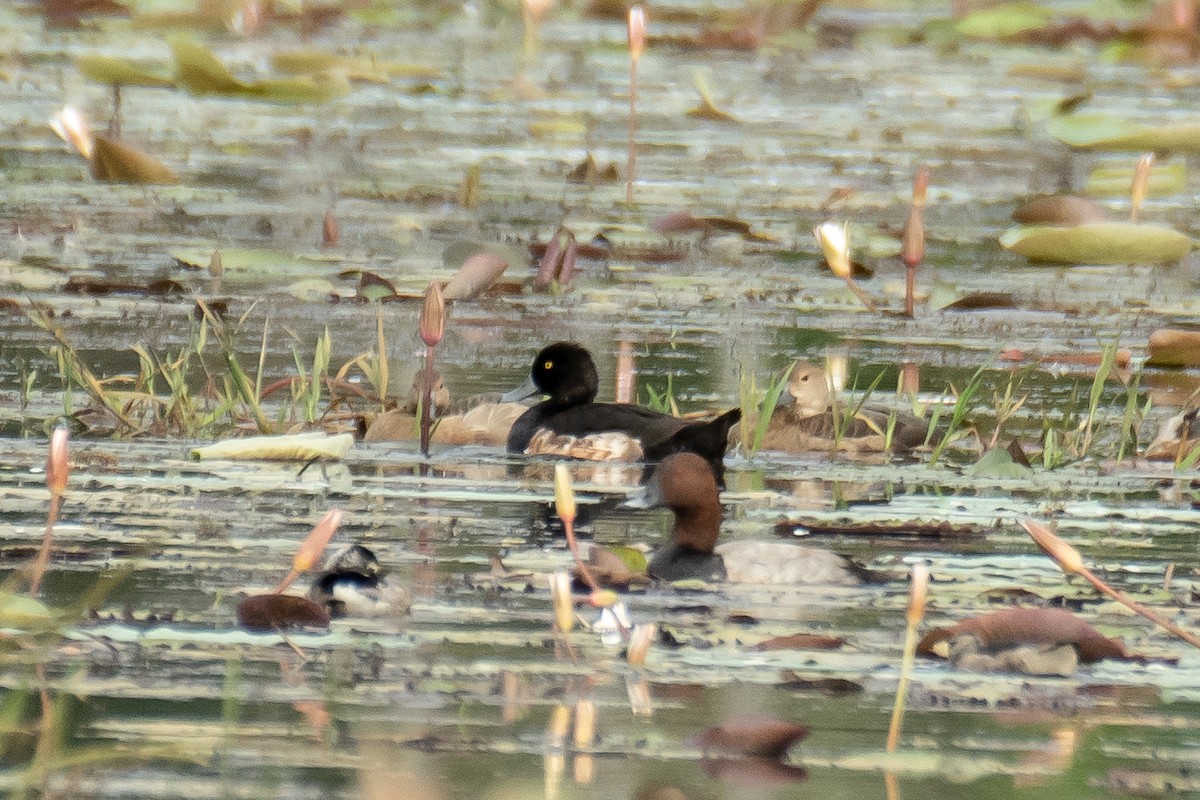 Tufted Duck - ML645765786