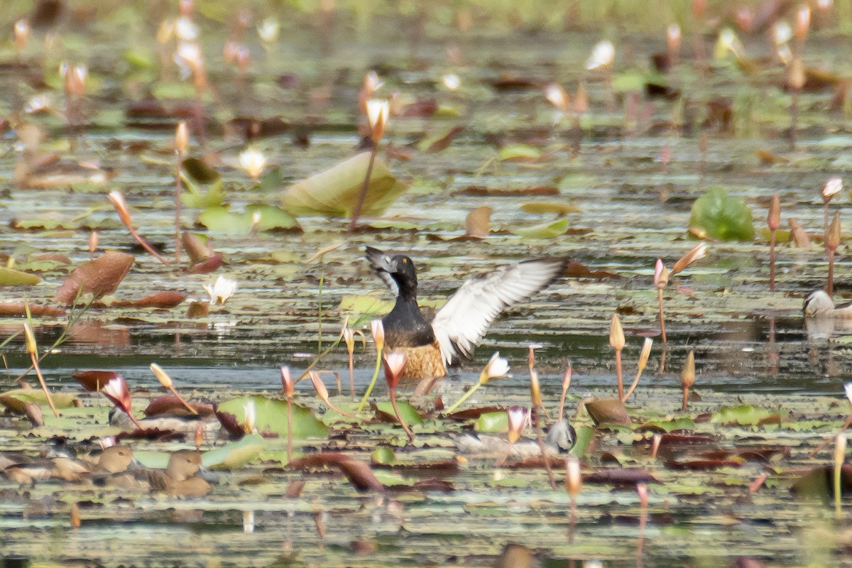 Tufted Duck - ML645765787