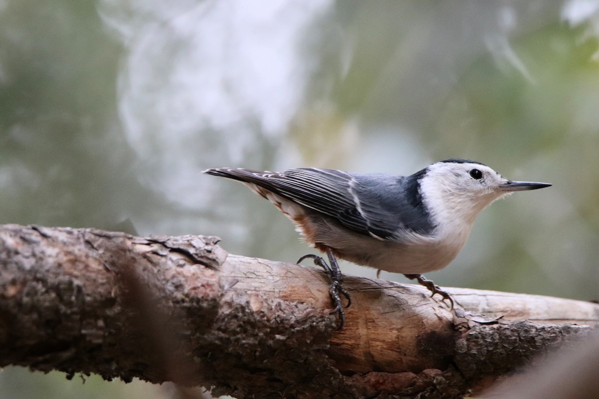 Каролинский поползень (aculeata/alexandrae) - ML645765791
