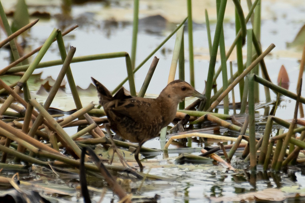 Baillon's Crake - ML645765792