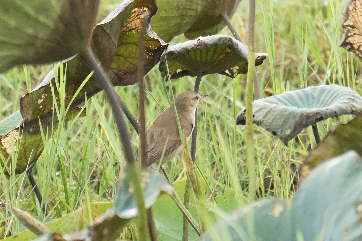 Южная дроздовидная камышевка - ML645765796