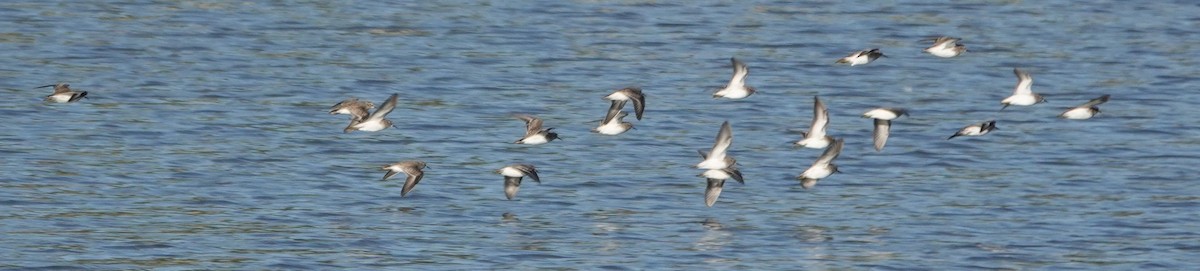 Песочник-крошка - ML645765797