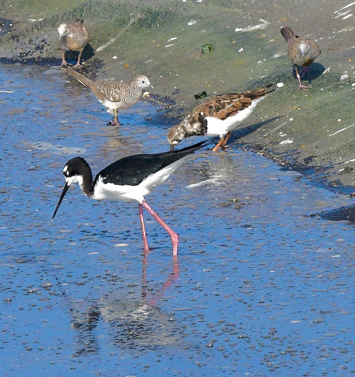 Американский ходулочник (knudseni) - ML645765798