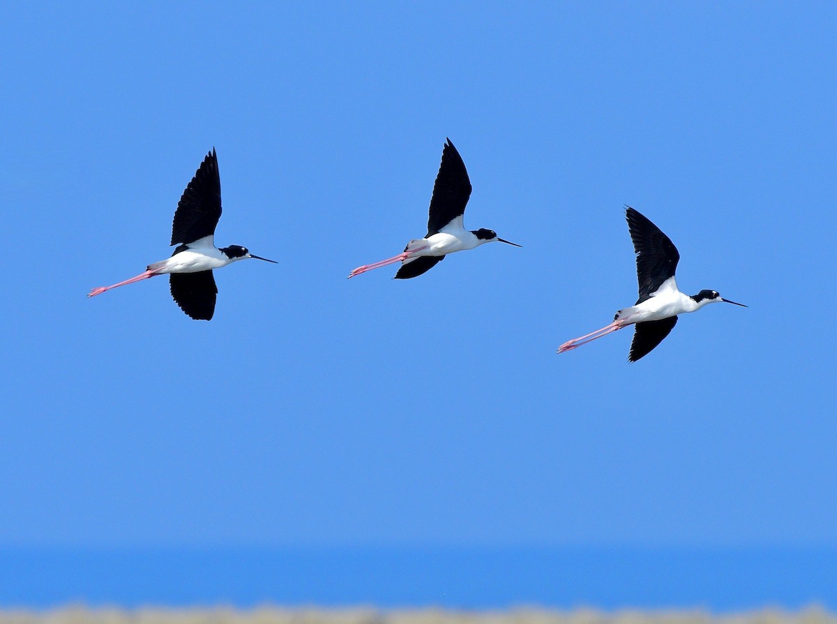 Американский ходулочник (knudseni) - ML645765799