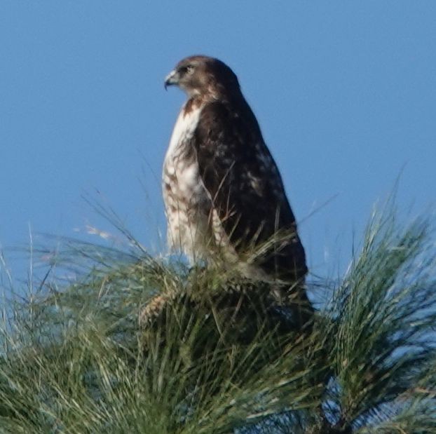 Краснохвостый канюк (calurus/alascensis) - ML645765802