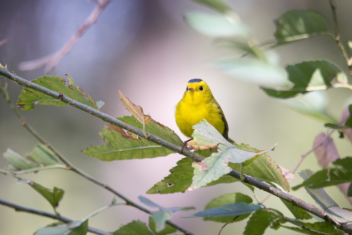 Малая вильсония - ML645765804