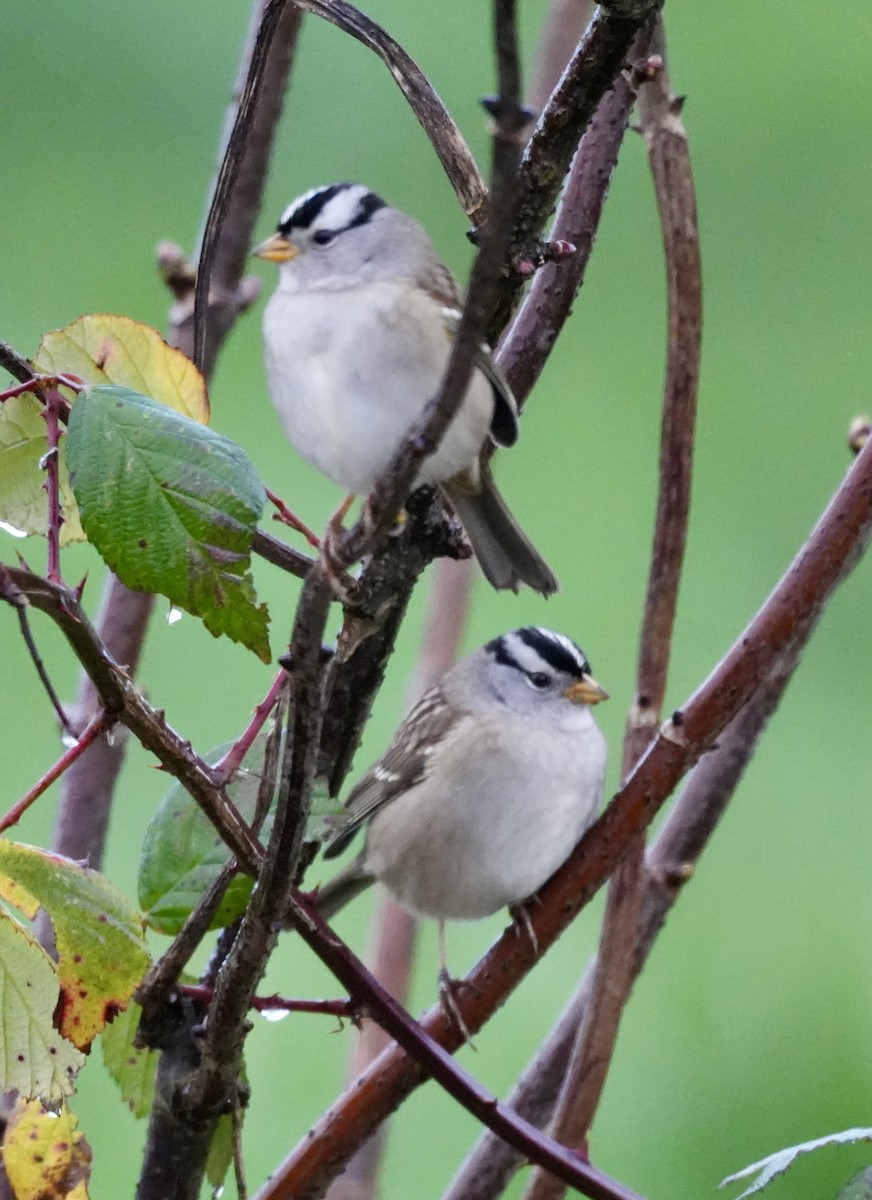 Белобровая овсянка - ML645765805