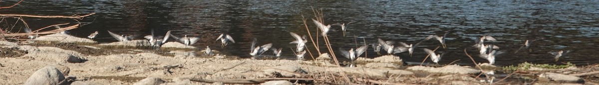 Песочник-крошка - ML645765806