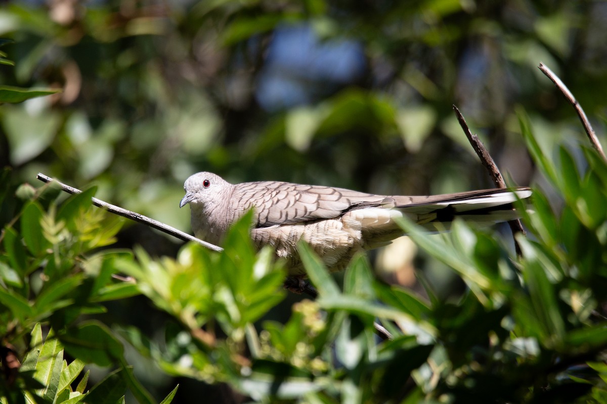 Инкская земляная горлица - ML645765807