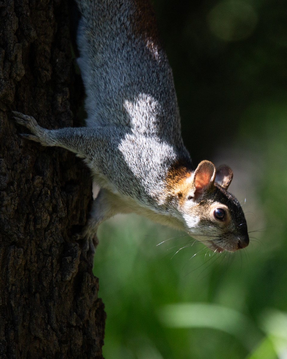 Animals - ML645765809