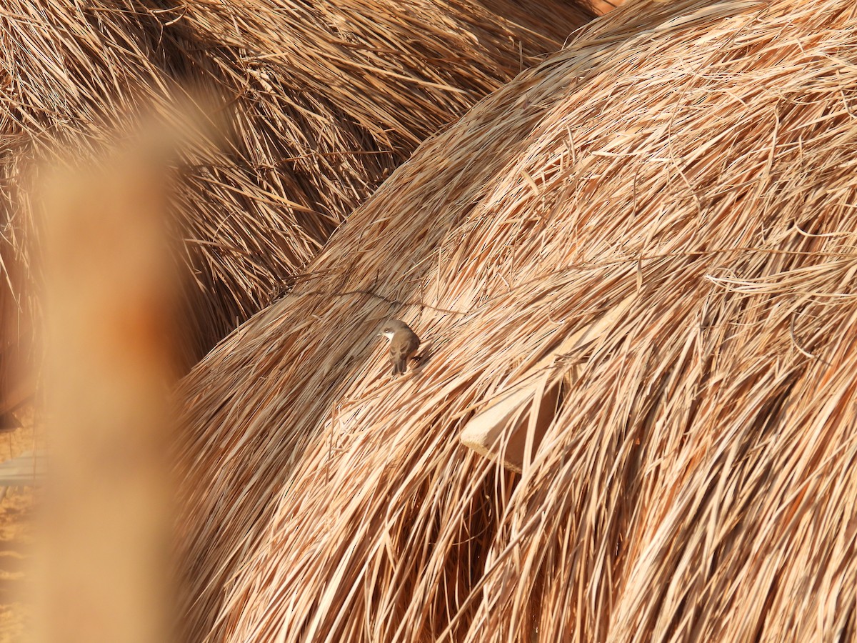 Славка-завирушка - ML645765810