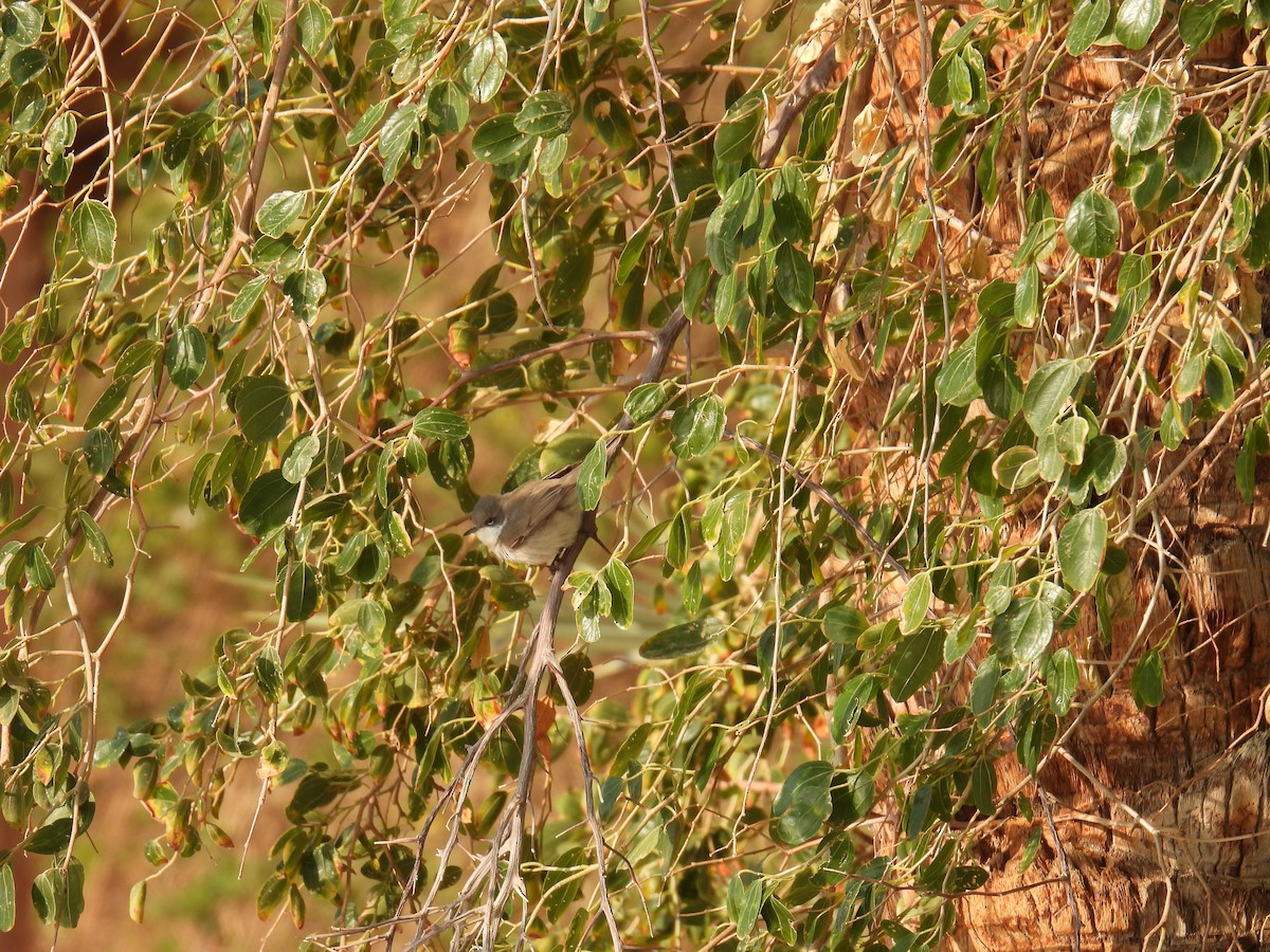 Славка-завирушка - ML645765811