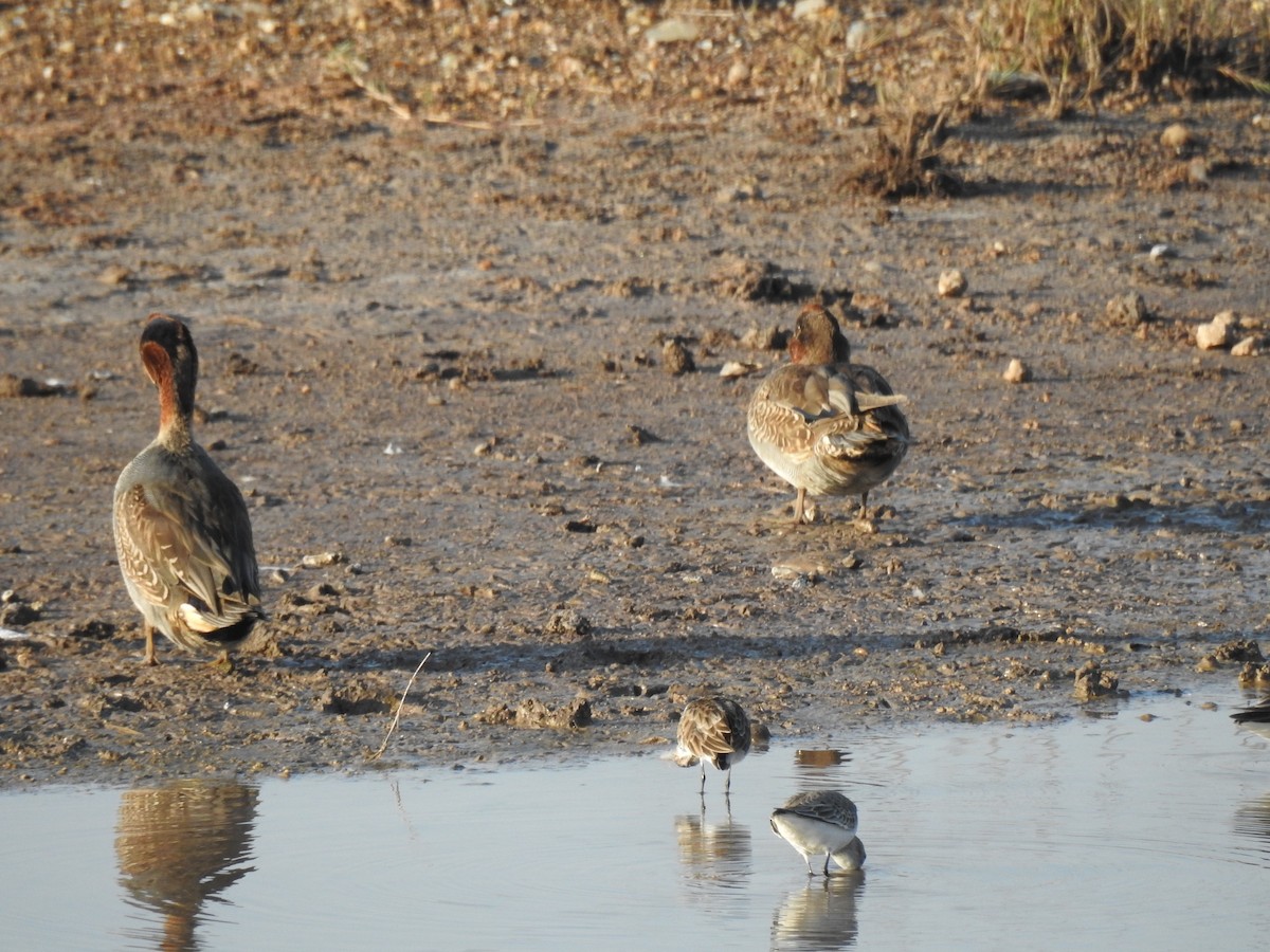 Чирок-свистунок - ML645765812