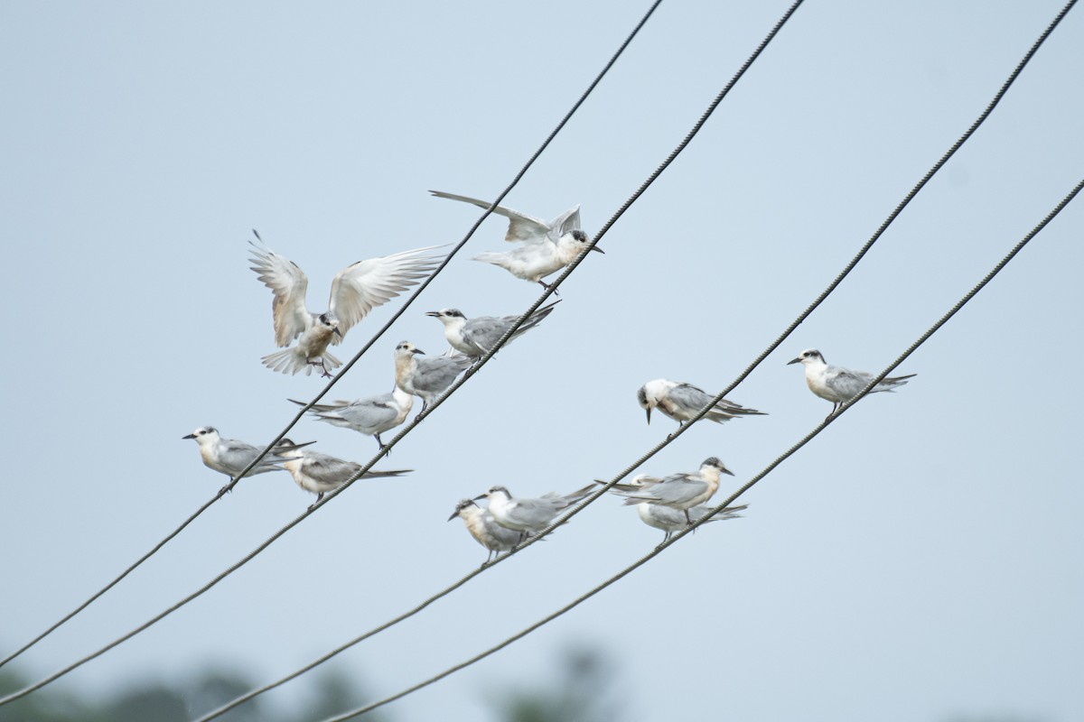 Белощёкая крачка - ML645765813