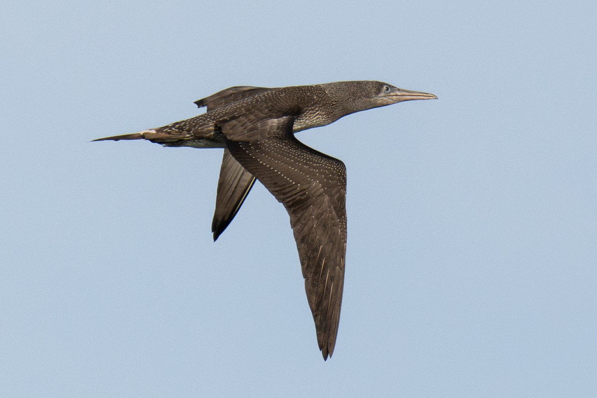 Северная олуша - ML645765816