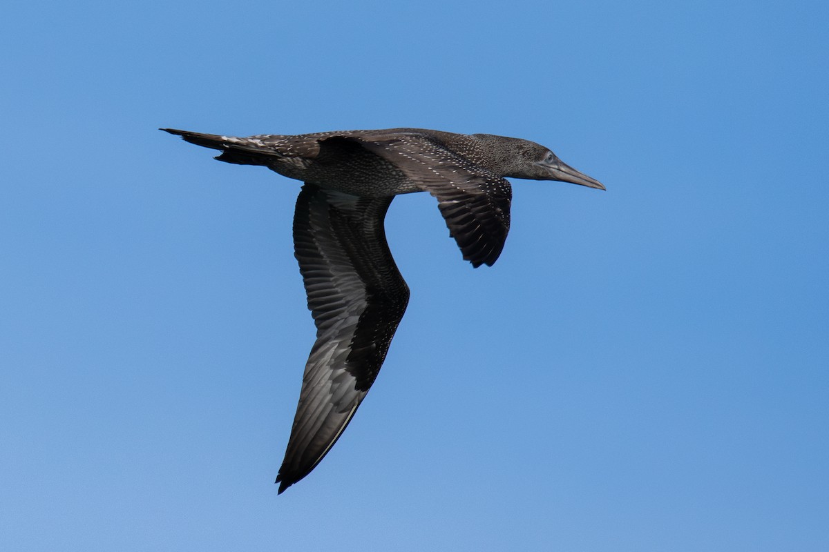 Северная олуша - ML645765817