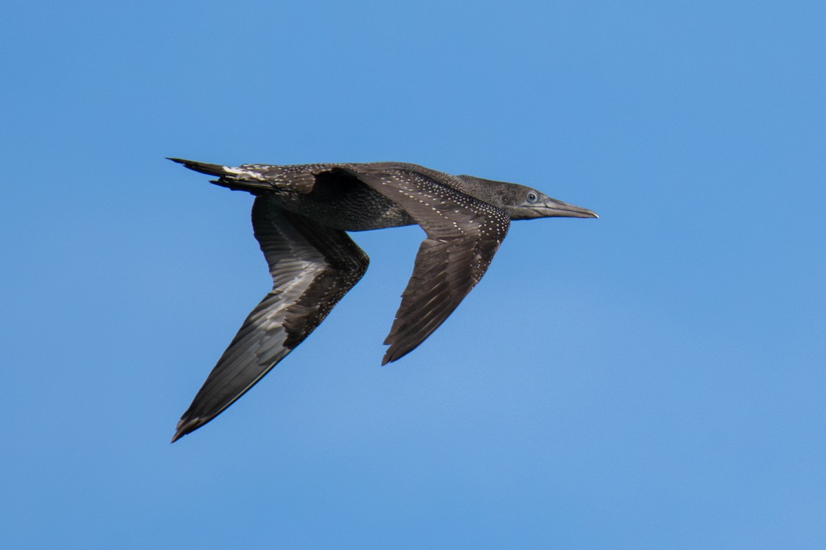 Северная олуша - ML645765818