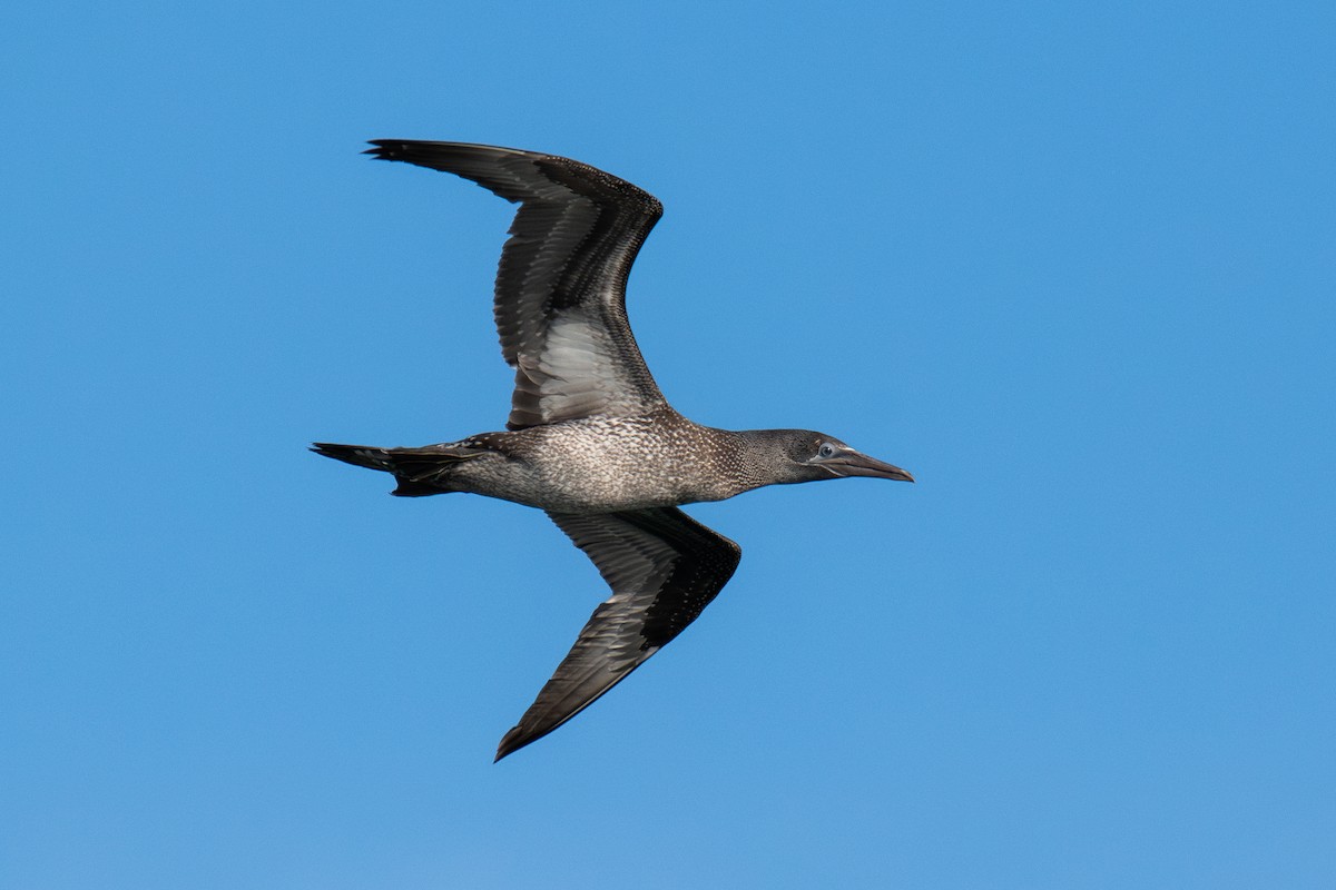 Северная олуша - ML645765819