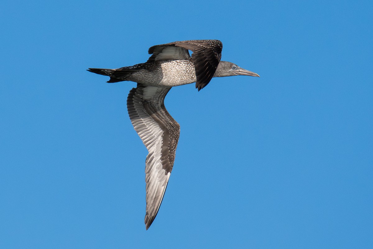 Северная олуша - ML645765820