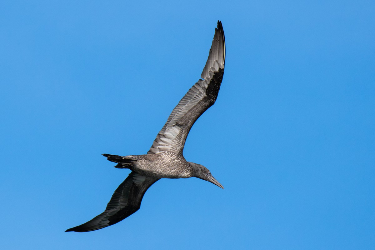 Северная олуша - ML645765821