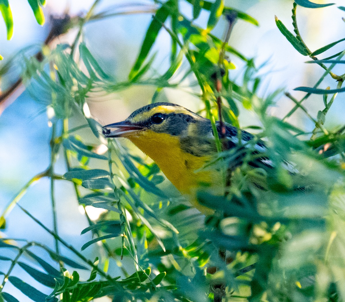 Еловая древесница - ML645765822