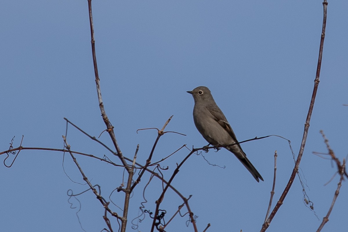 Townsend's Solitaire - ML645765823