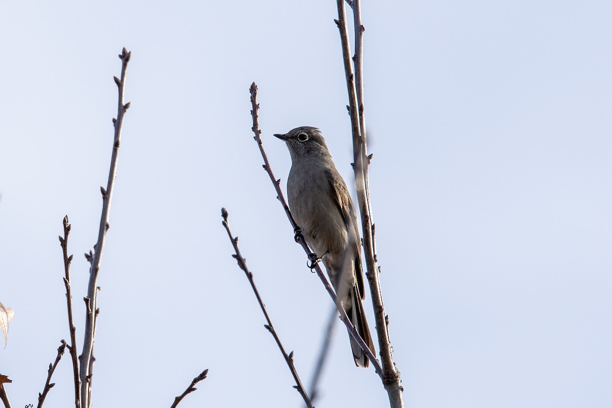 Townsend's Solitaire - ML645765824
