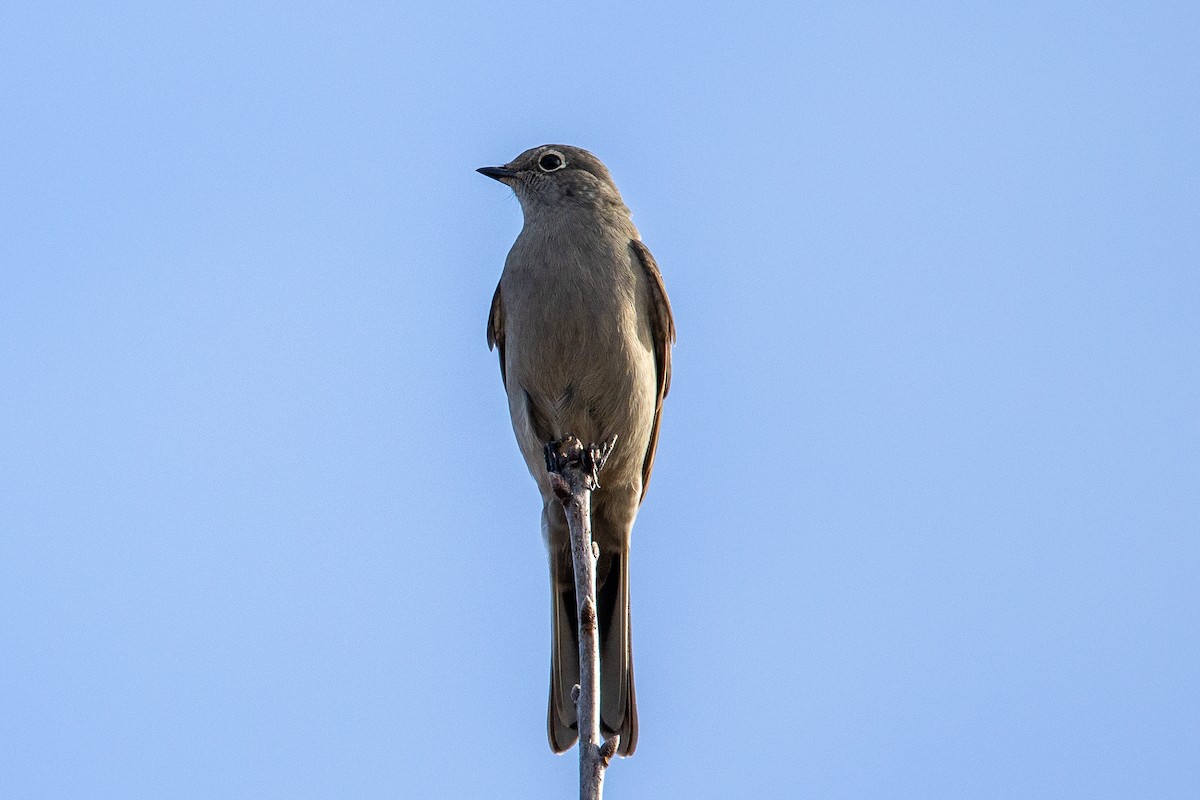 Townsend's Solitaire - ML645765825