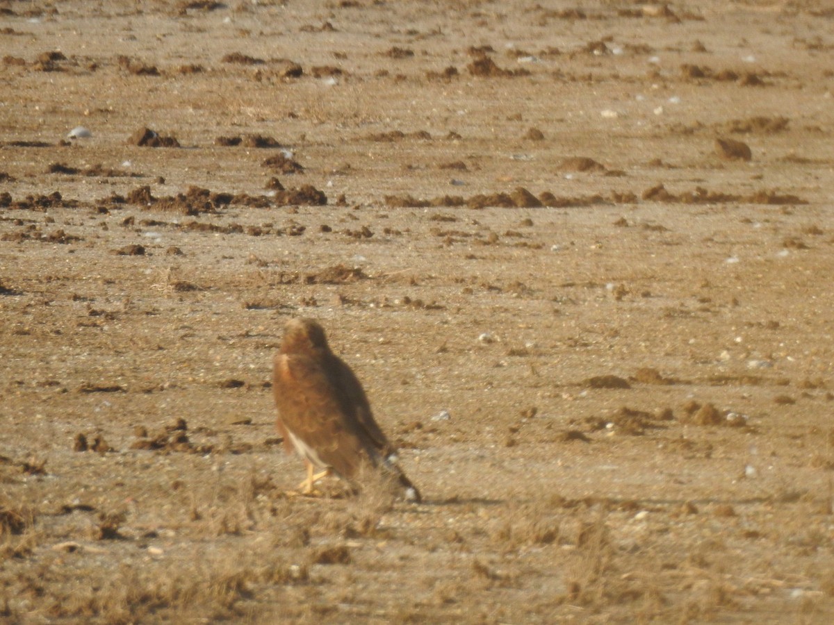 Болотный лунь - ML645765826