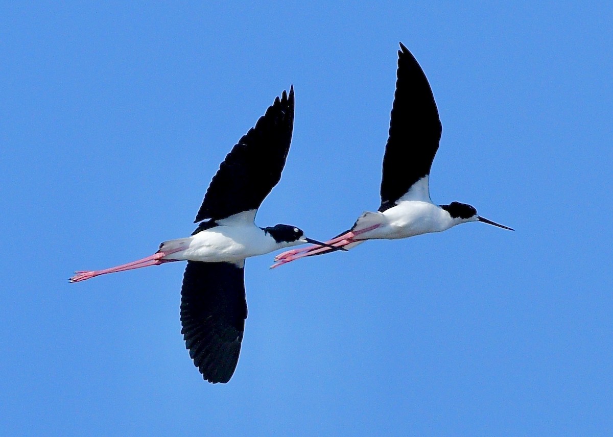 Американский ходулочник (knudseni) - ML645765827