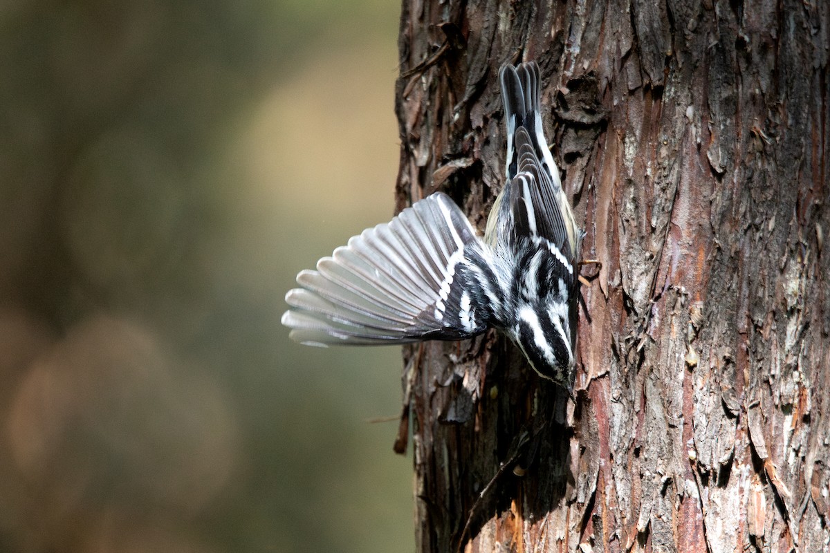 Пищуховая древесница - ML645765828