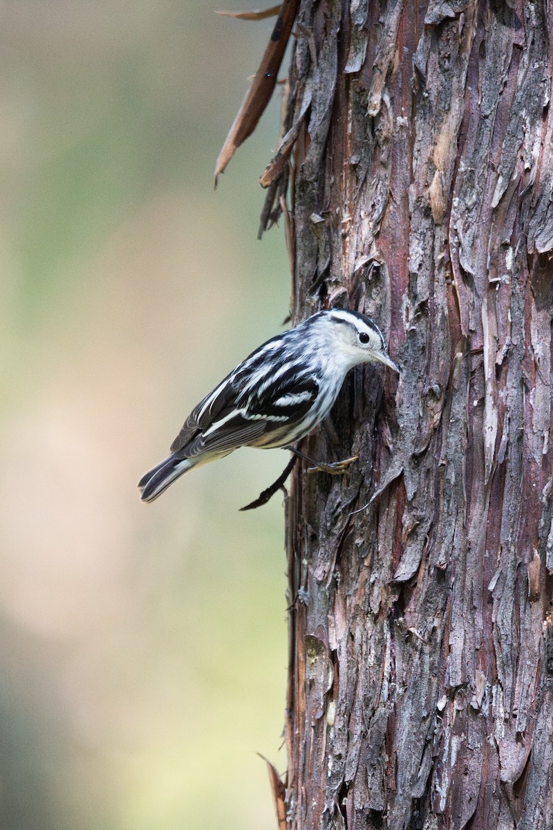 Пищуховая древесница - ML645765829
