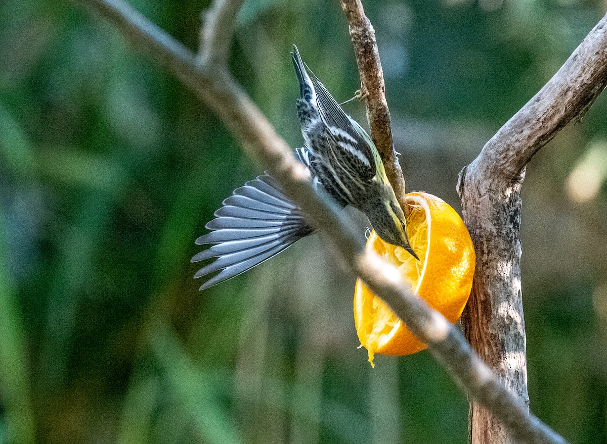 Еловая древесница - ML645765830
