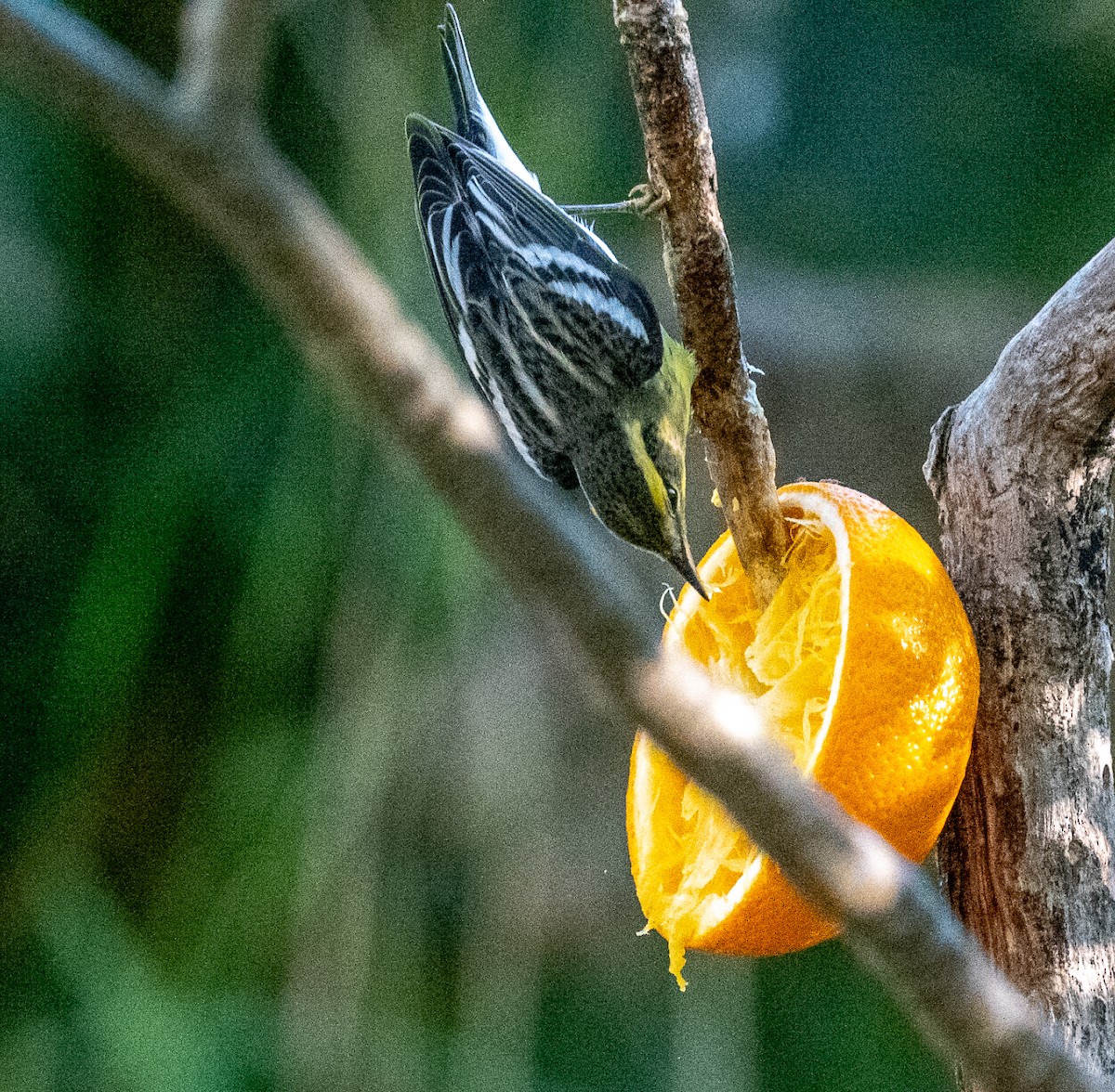 Еловая древесница - ML645765831