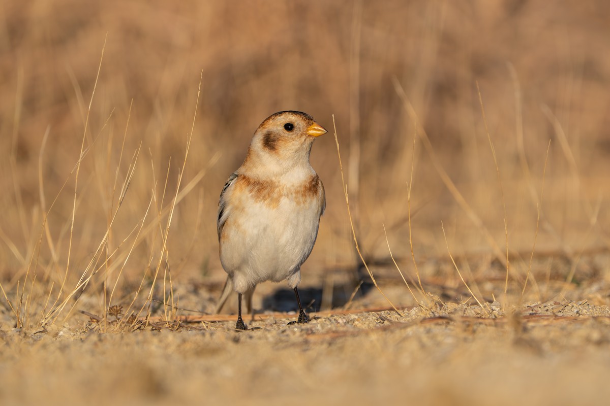 Пуночка - ML645765832