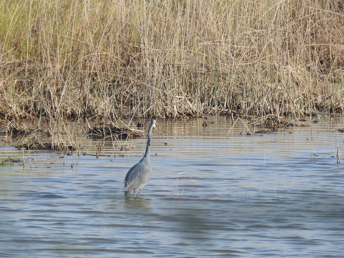 Aigrette à gorge blanche - ML645765835