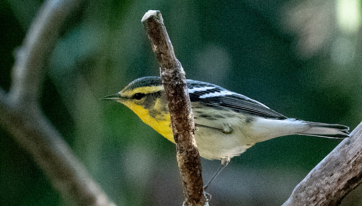 Blackburnian Warbler - ML645765836