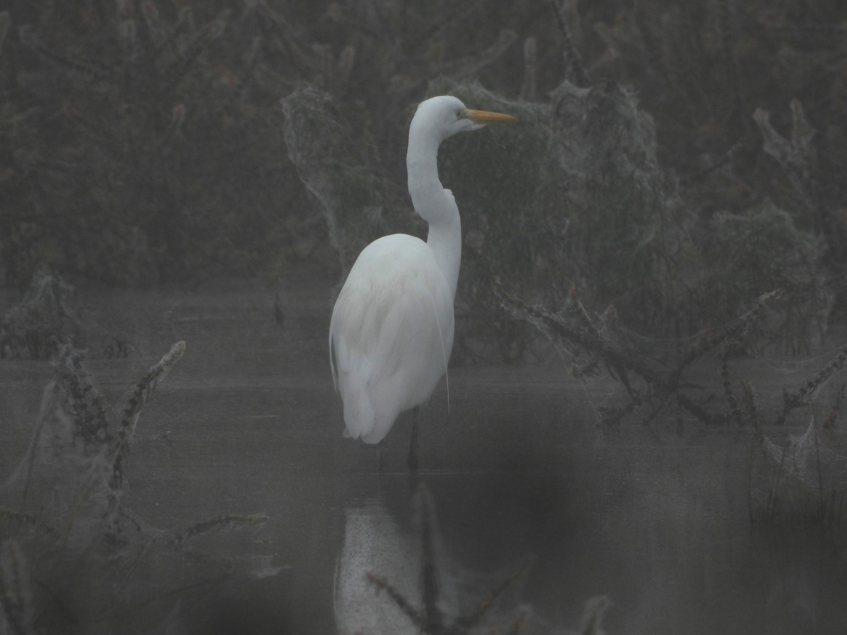 Garceta Grande - ML645765837