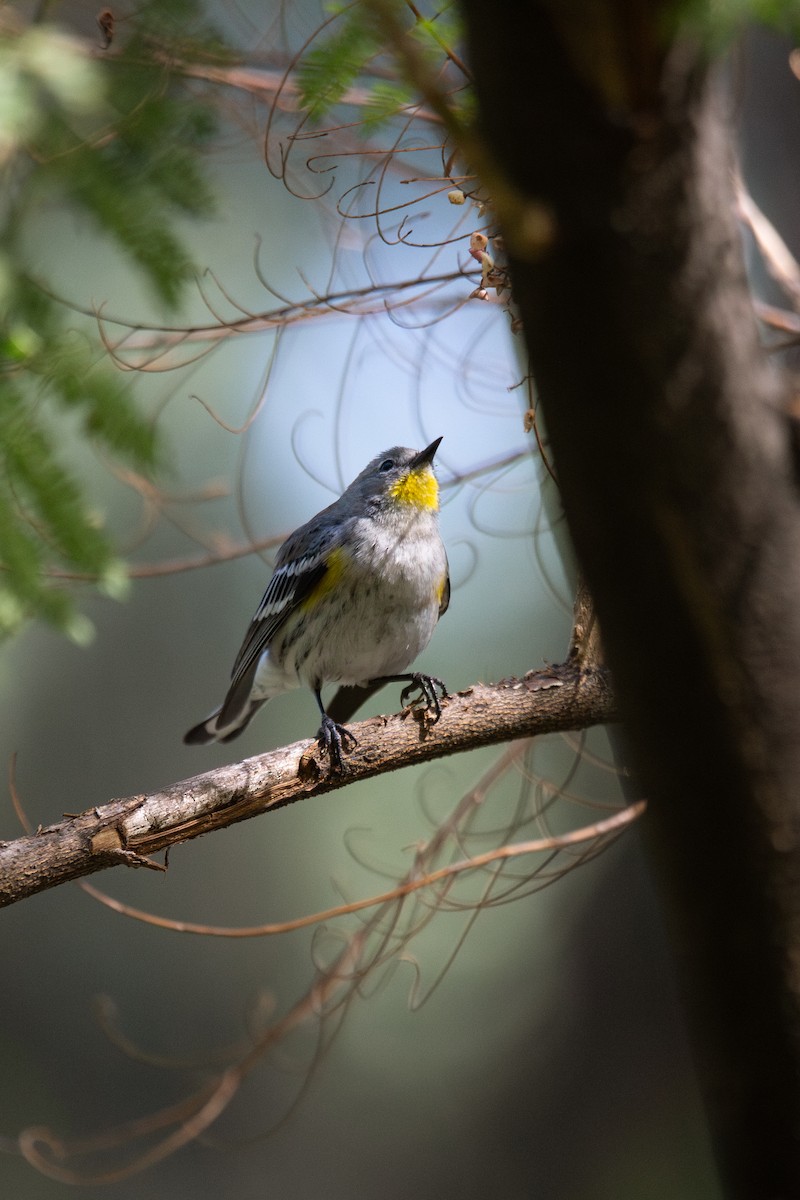 Yellow-rumped Warbler (Audubon's) - ML645765841