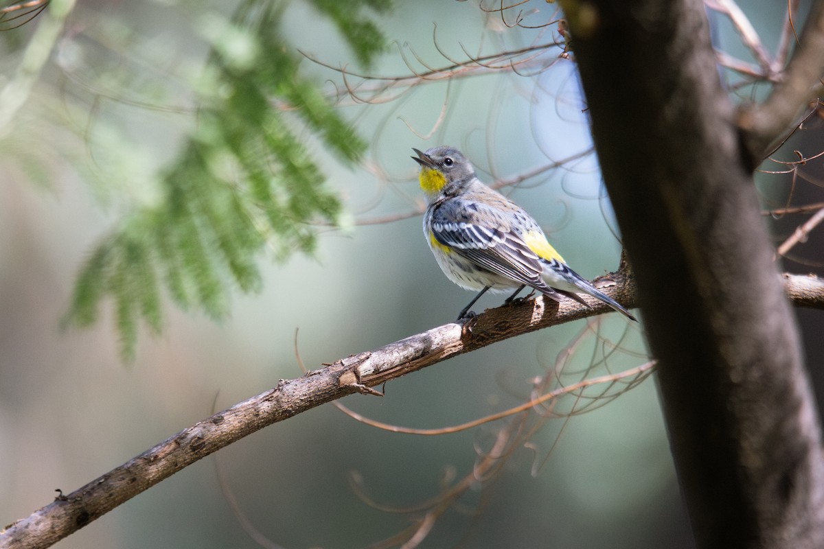 Yellow-rumped Warbler (Audubon's) - ML645765842