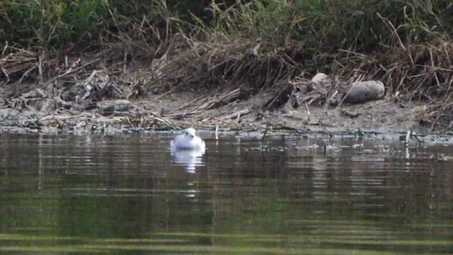 racek Bonapartův - ML645765844