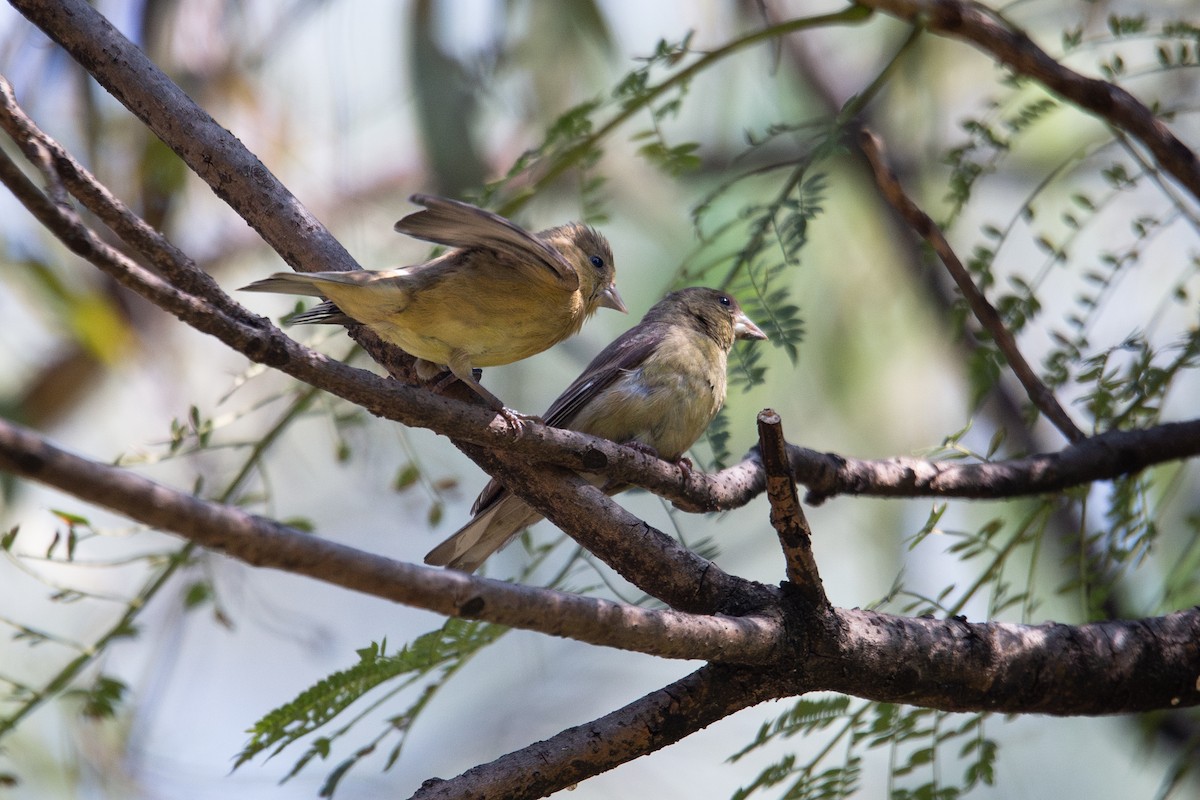 Lesser Goldfinch - ML645765845