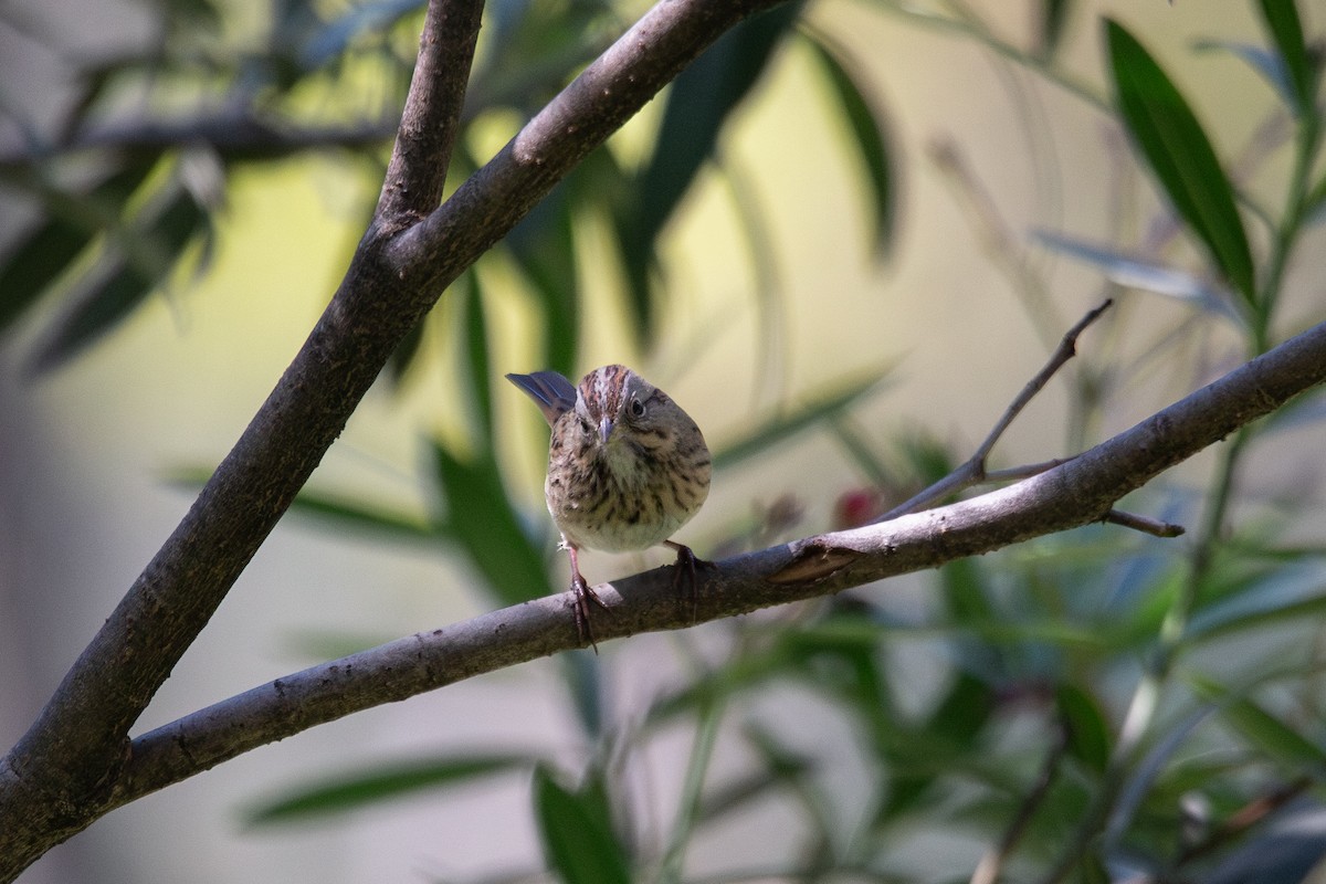 Lincoln's Sparrow - ML645765848