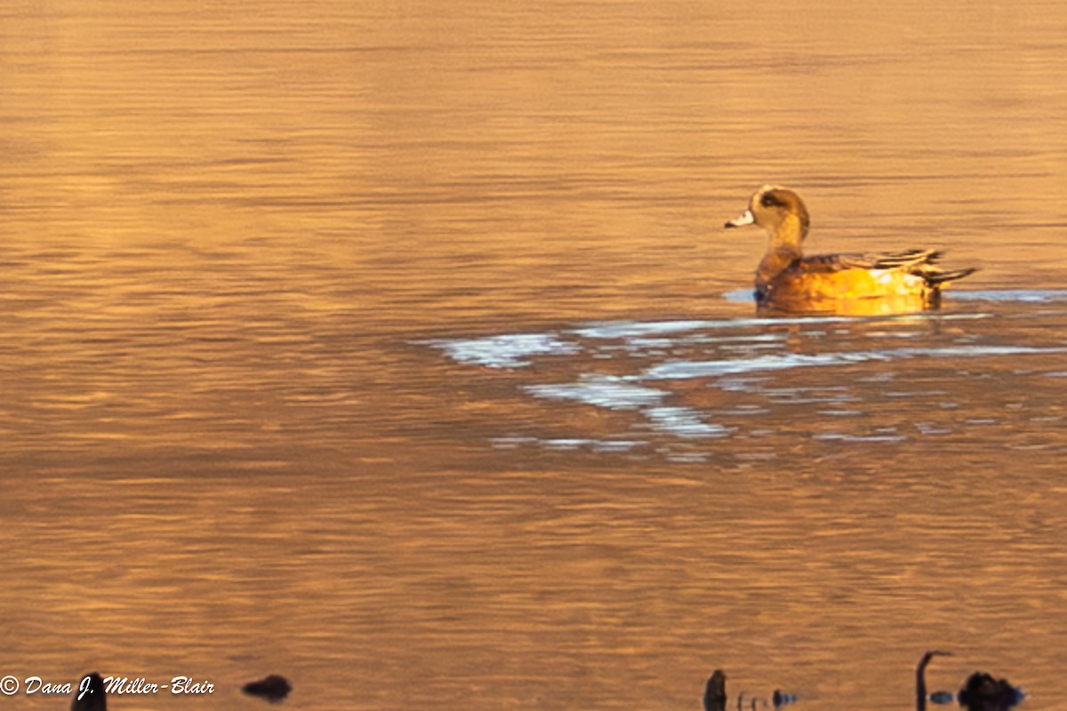 Свищ американський - ML645765849