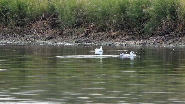 racek Bonapartův - ML645765852