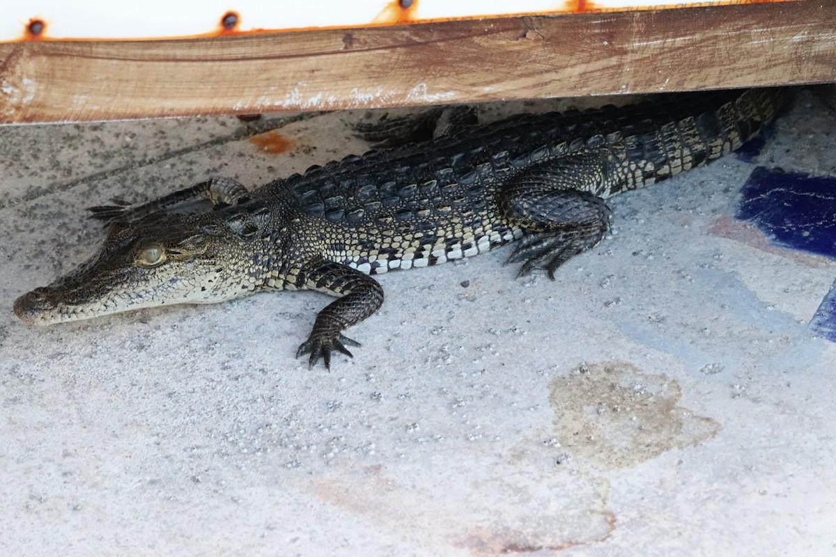 Morelet's Crocodile - ML645765853