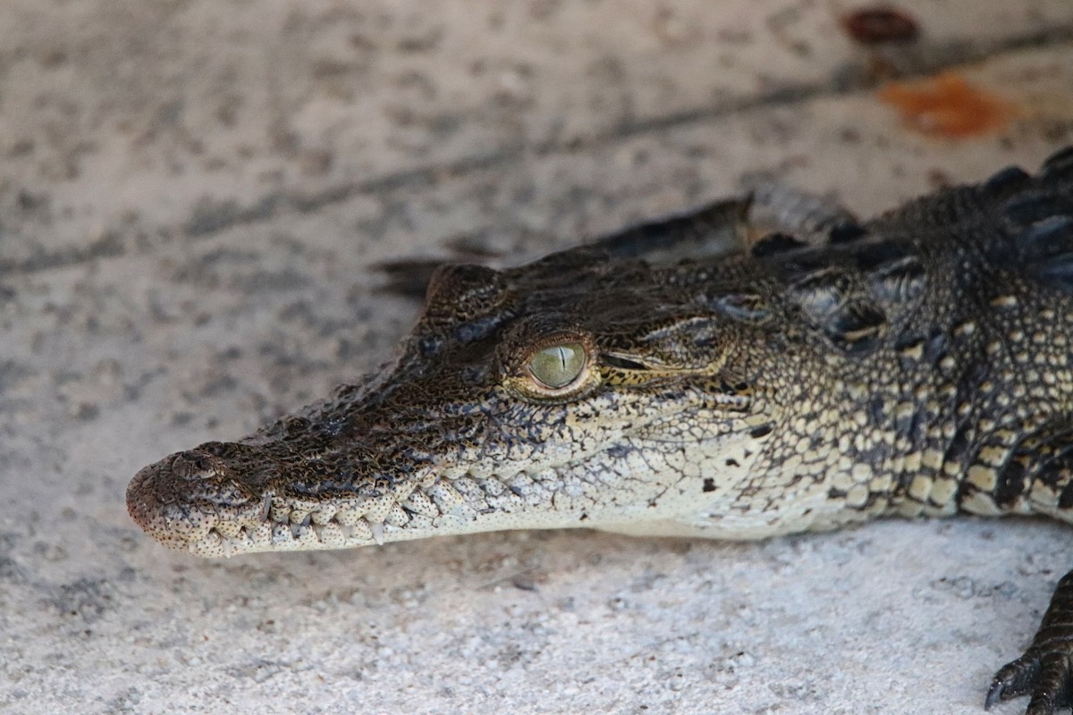 Morelet's Crocodile - ML645765854