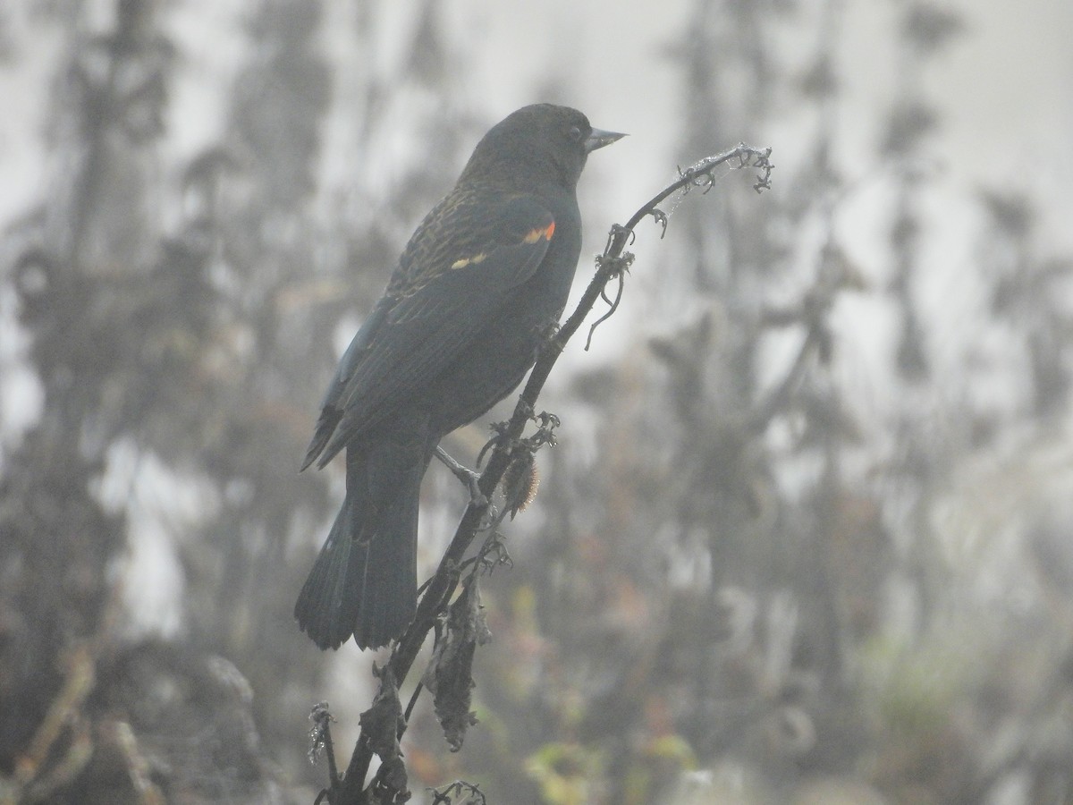 Red-winged Blackbird - ML645765856