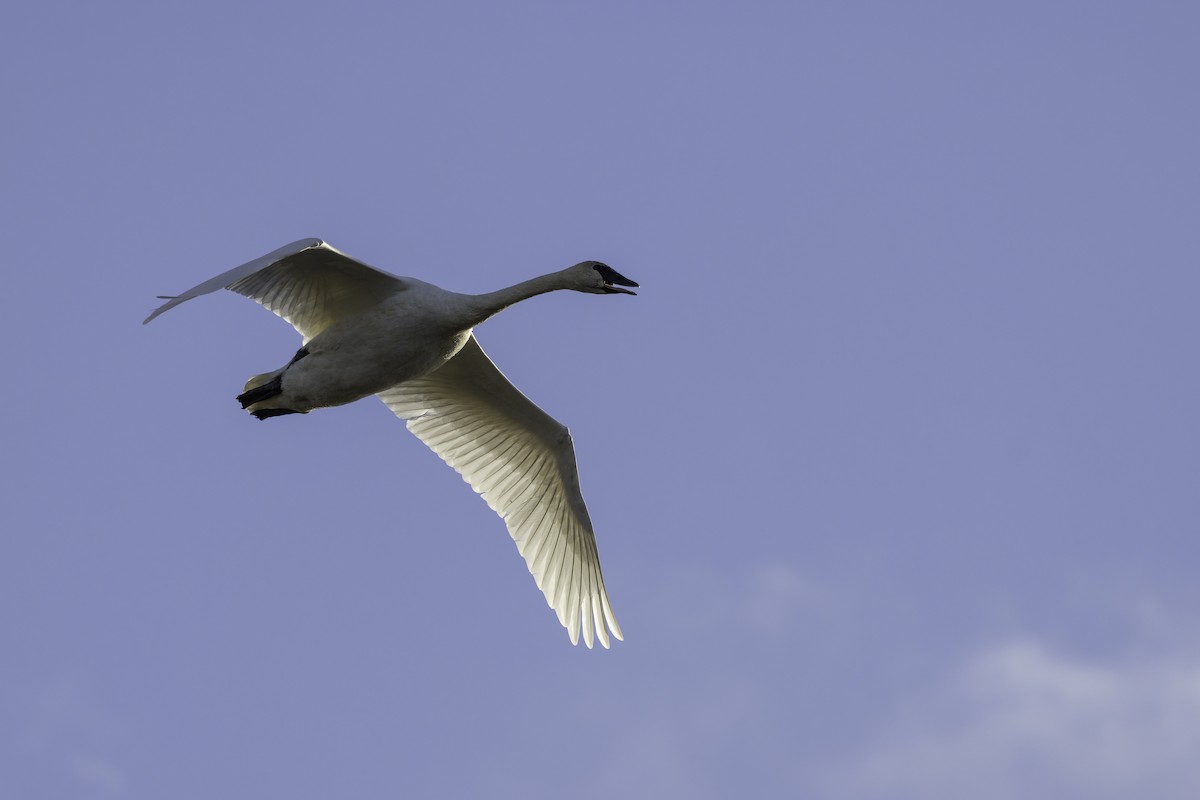 Trumpeter Swan - ML645765858