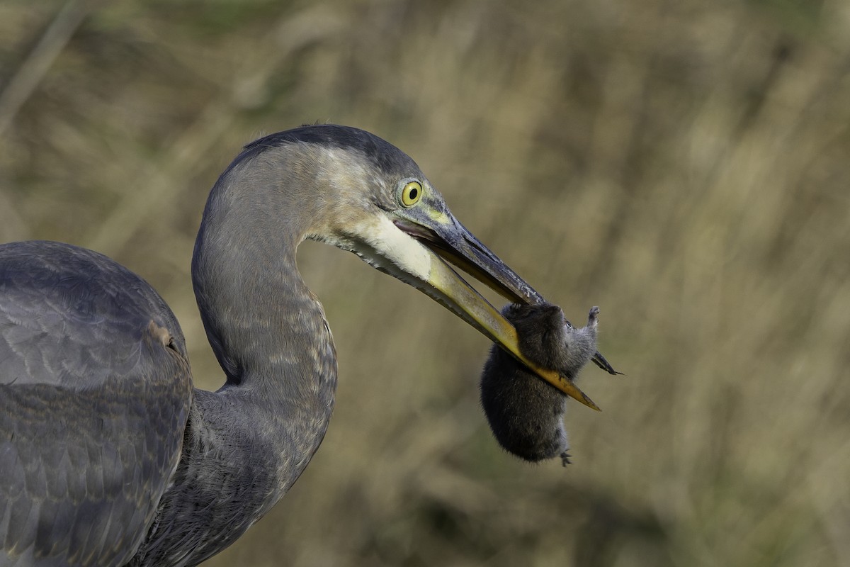 Great Blue Heron - ML645765861